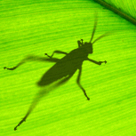 Grasshopper 参数化设计实战高效攻略